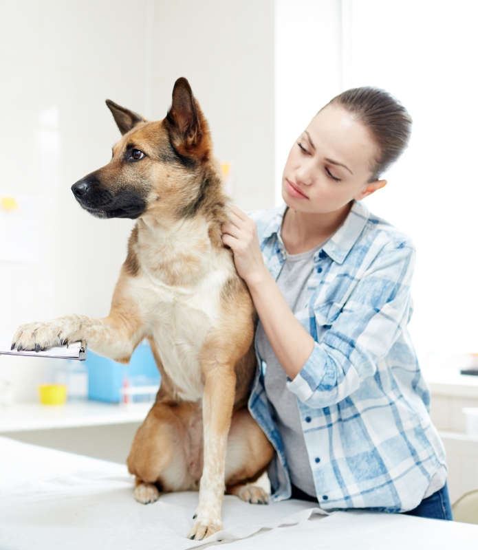 Services (1) Person in a plaid shirt holding a German Shepherd dog's paw on a table