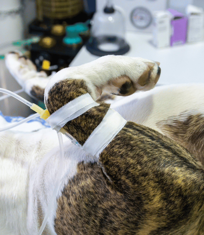 Services (22) A dog with a bandage on its leg