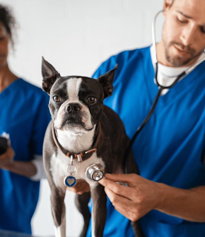 Services (28) A veterinarian examines pet