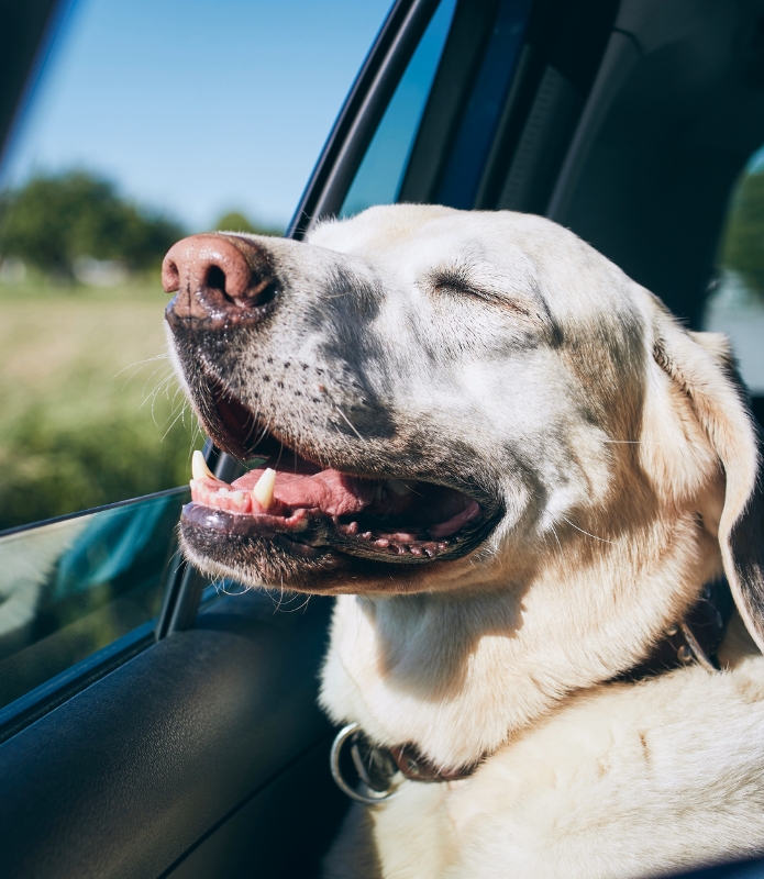 Services (8) A happy dog with closed eyes