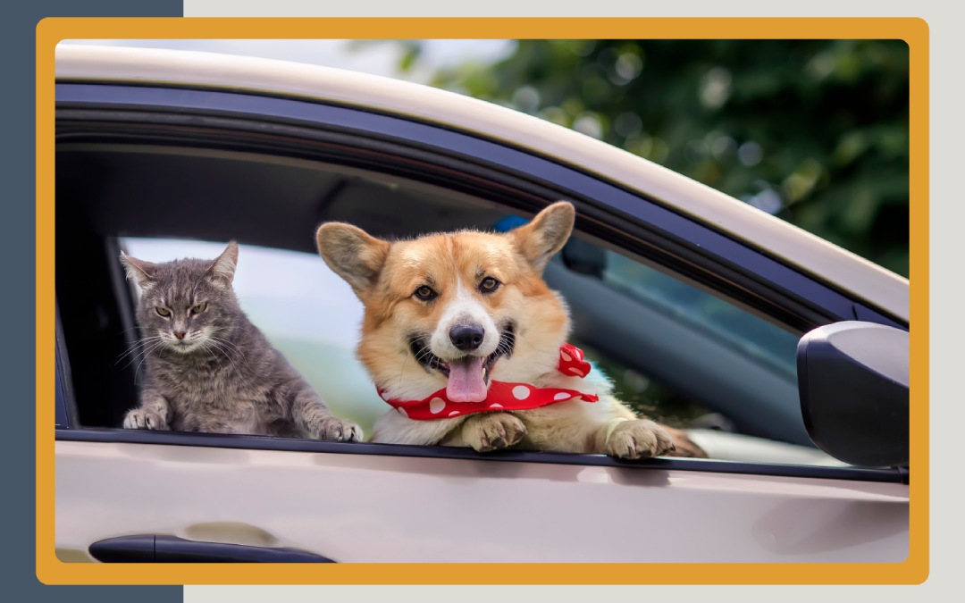 Corgi dog with a red bandana and gray cat looking out a car window on a sunny day