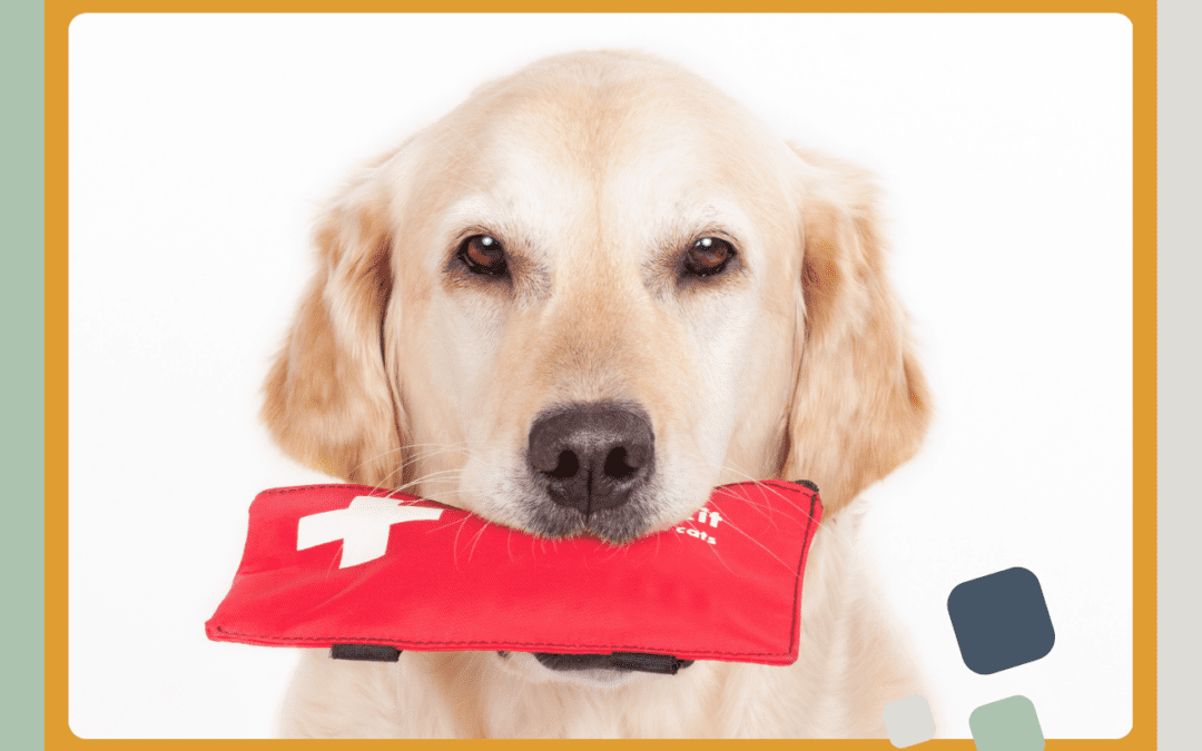 A dog with a first aid kit in its mouth