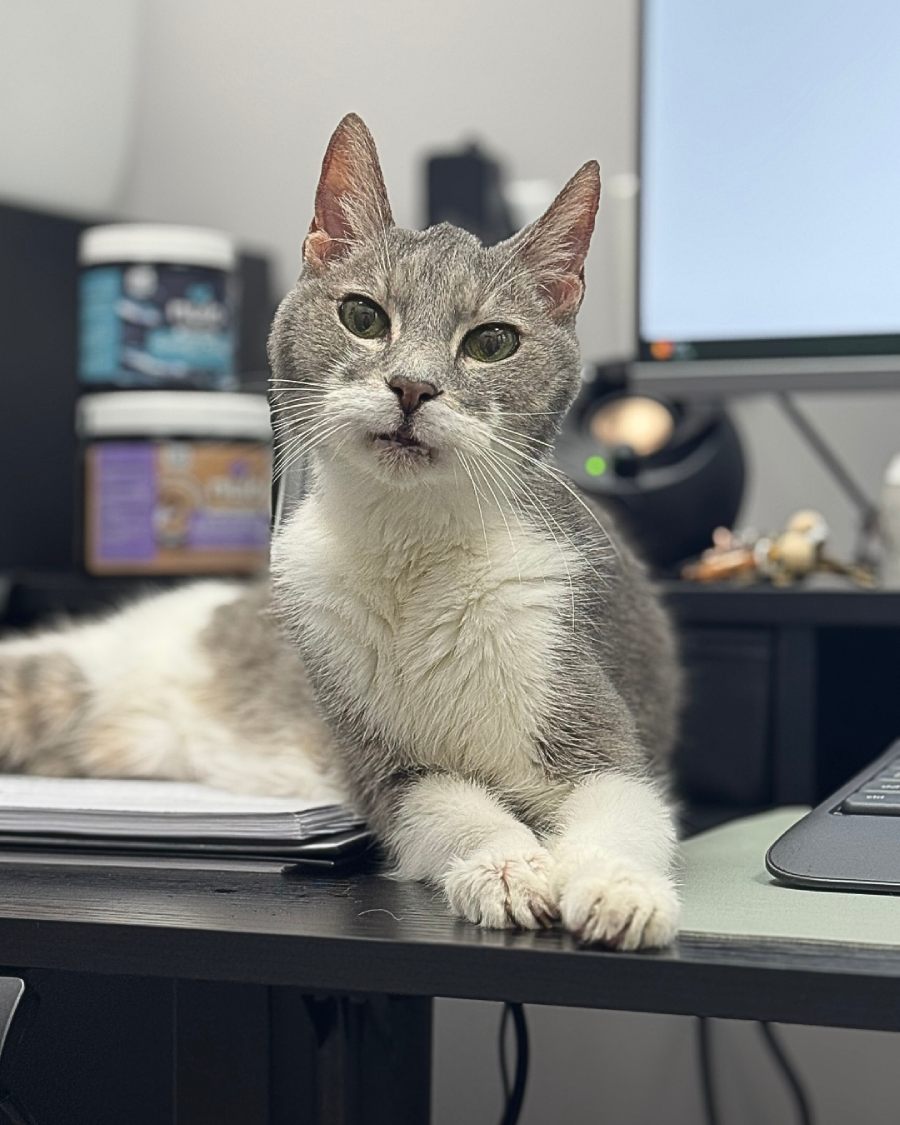WPV1 Senior gray and white cat lounging on office desk beside computer monitor and pet supplement containers