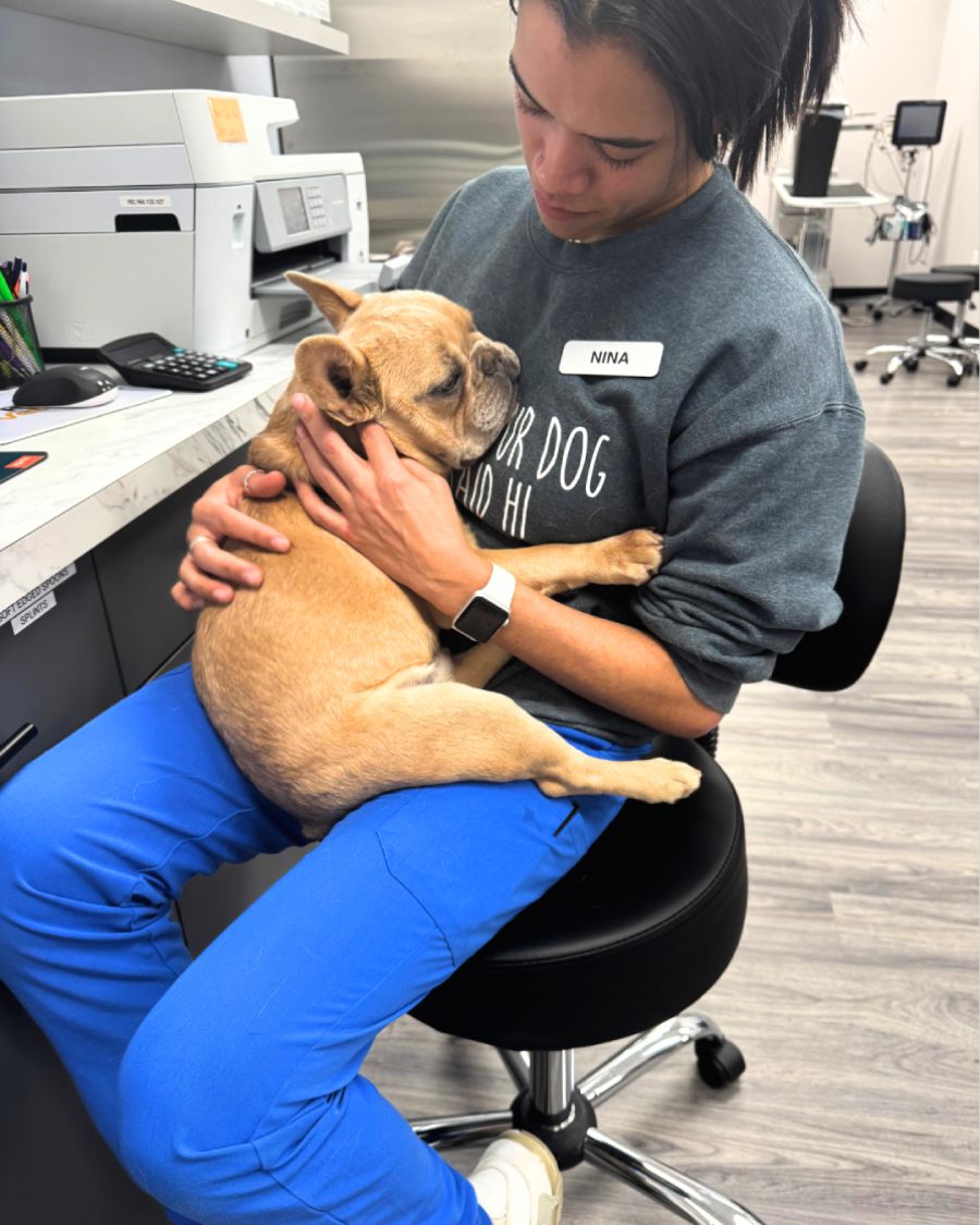 WPV2 Veterinary staff member holding a sleepy French Bulldog in their lap inside a modern veterinary clinic
