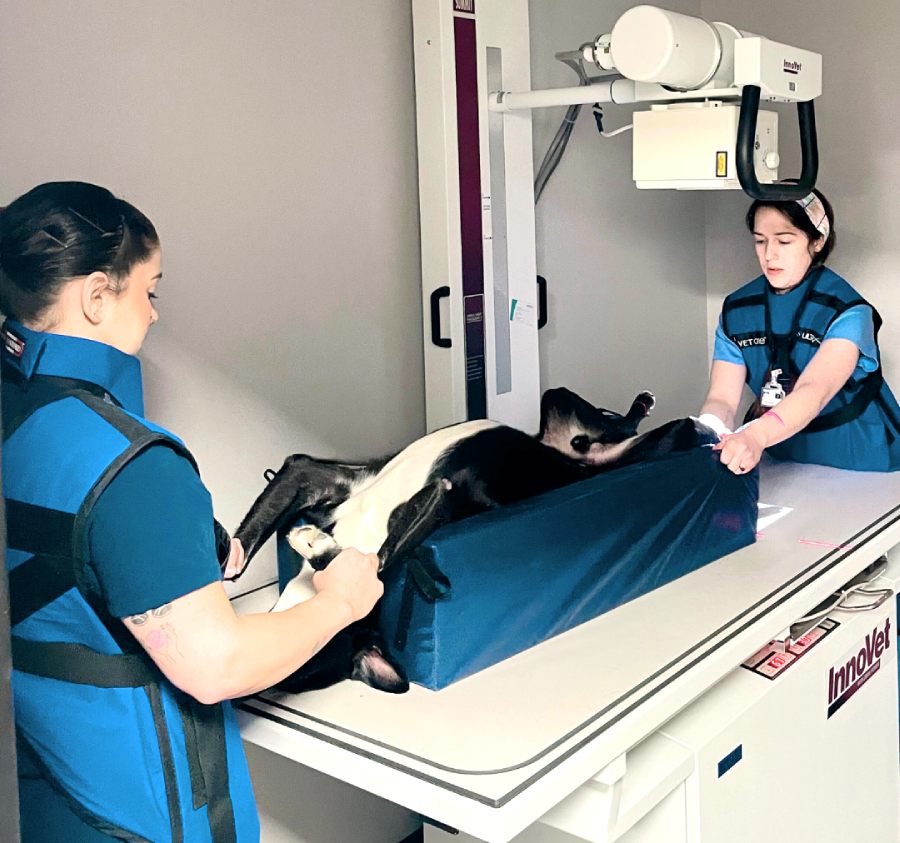 WPV3 Veterinary technicians positioning dog for X-ray exam on Innovet machine, both wearing protective lead aprons