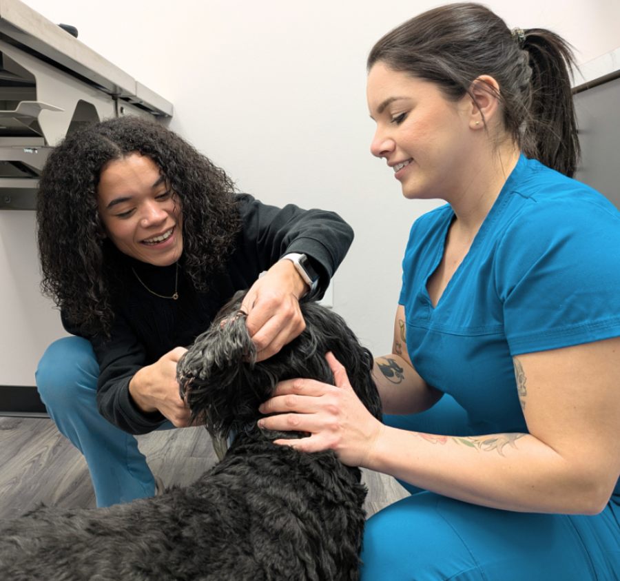 WPV4 Veterinary team examining a black curly-haired dog’s ear during a checkup in a clinic exam room