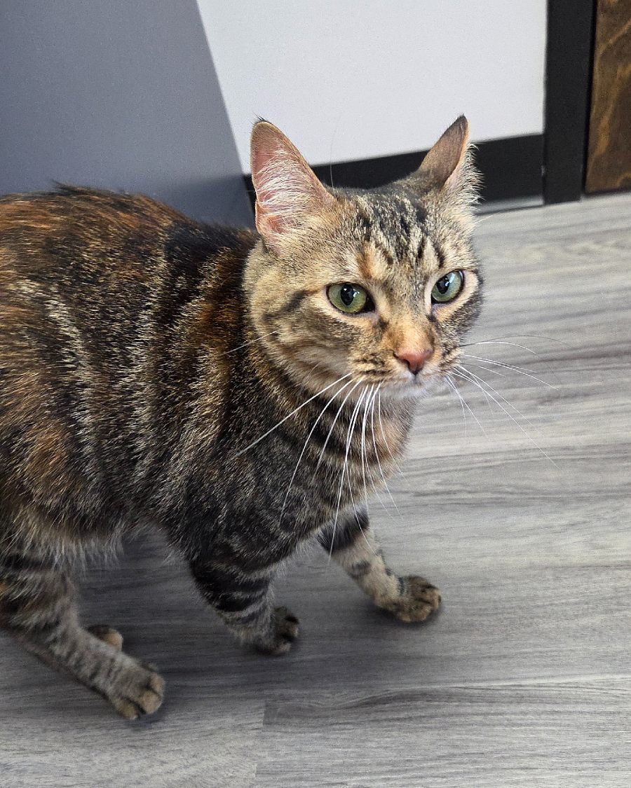 WPV5 Brown and black tabby cat with green eyes standing on wood-look vinyl flooring inside a veterinary clinic.
