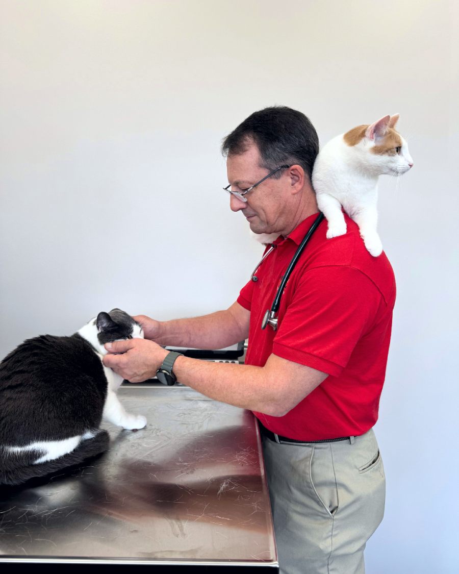 WPV6 Veterinarian in red shirt examining a black and white cat with another cat perched on his shoulder.
