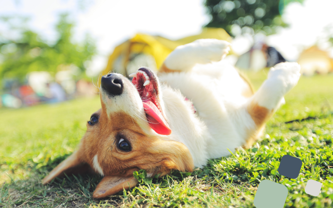 Dog Friendly Alpharetta Events