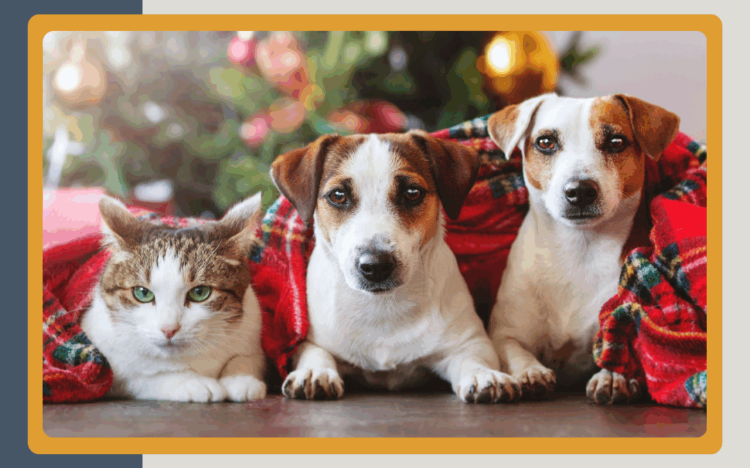 cat and dogs under a Christmas tree