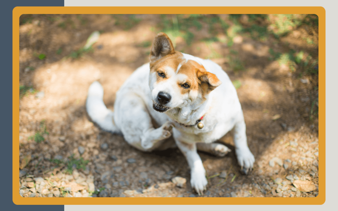 Itchy Pet in Alpharetta?